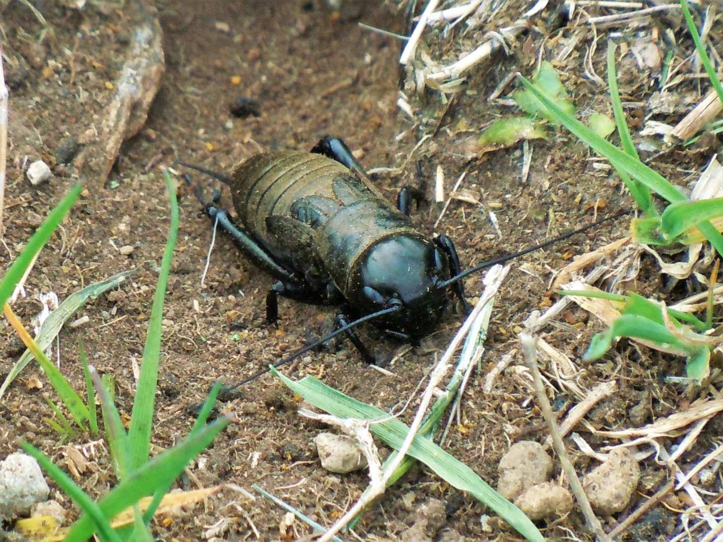 Gryllus campestris, maschio (Gryllidae)