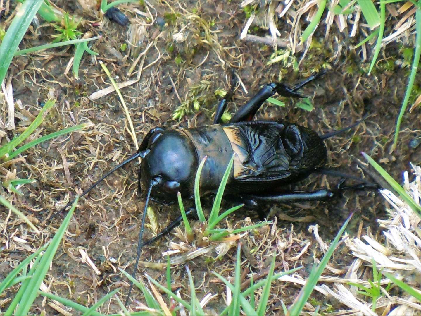 Gryllus campestris, maschio (Gryllidae)