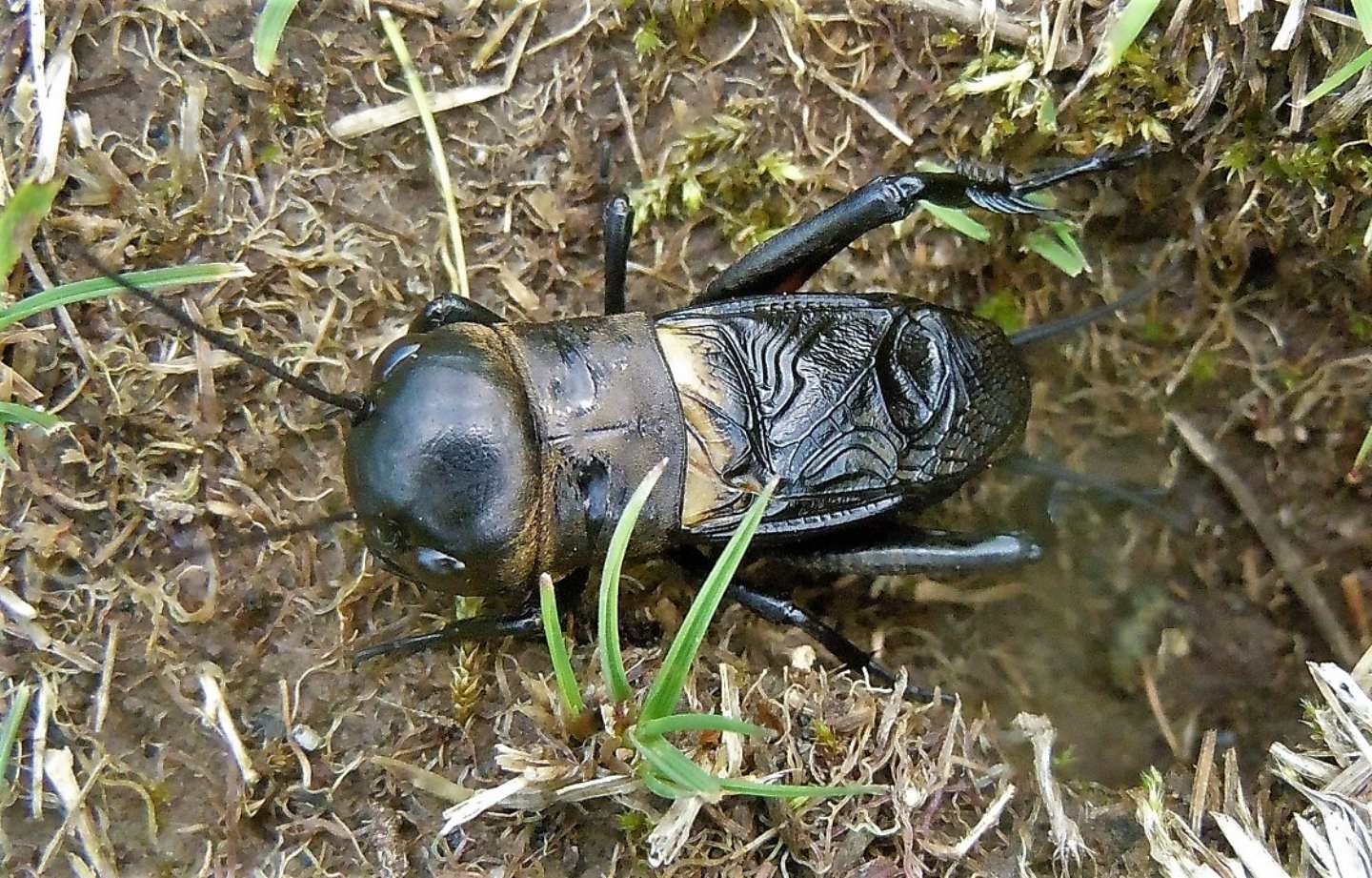 Gryllus campestris, maschio (Gryllidae)