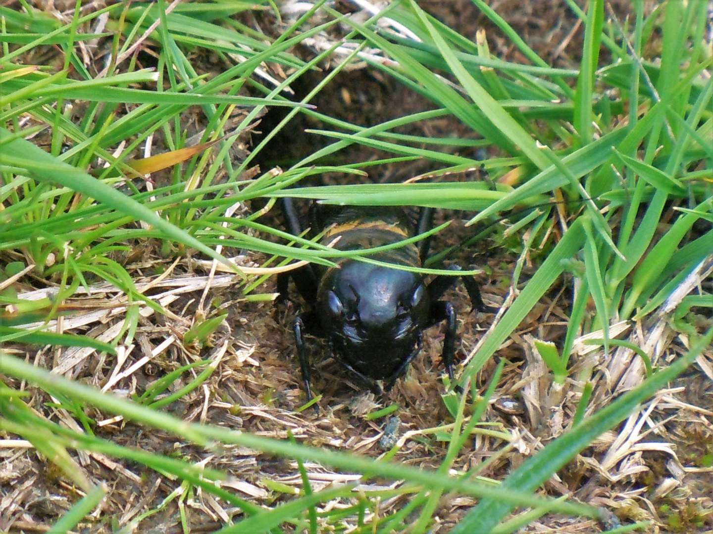 Gryllus campestris, maschio (Gryllidae)