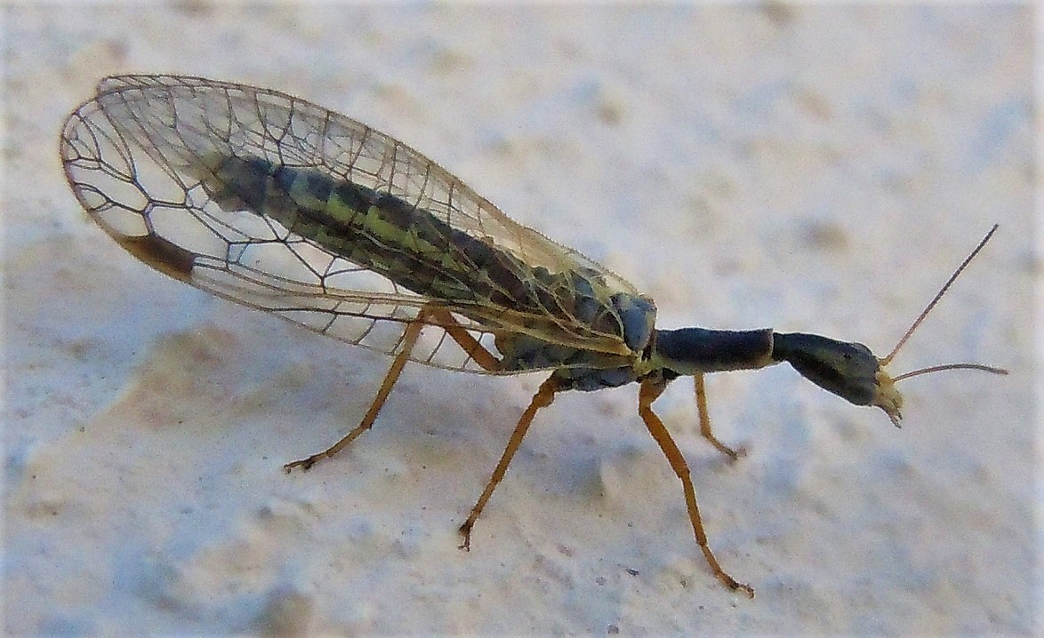 Raphidiidae:  Ornatoraphidia flavilabris