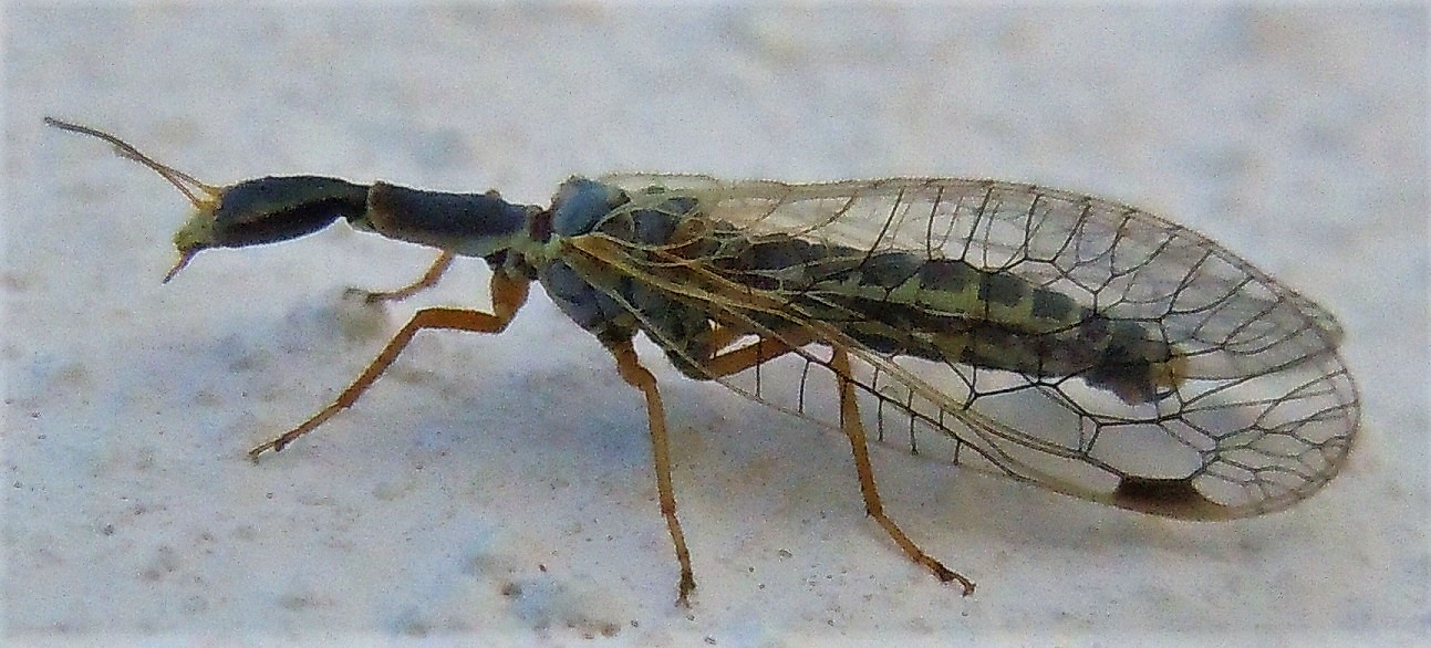 Raphidiidae:  Ornatoraphidia flavilabris