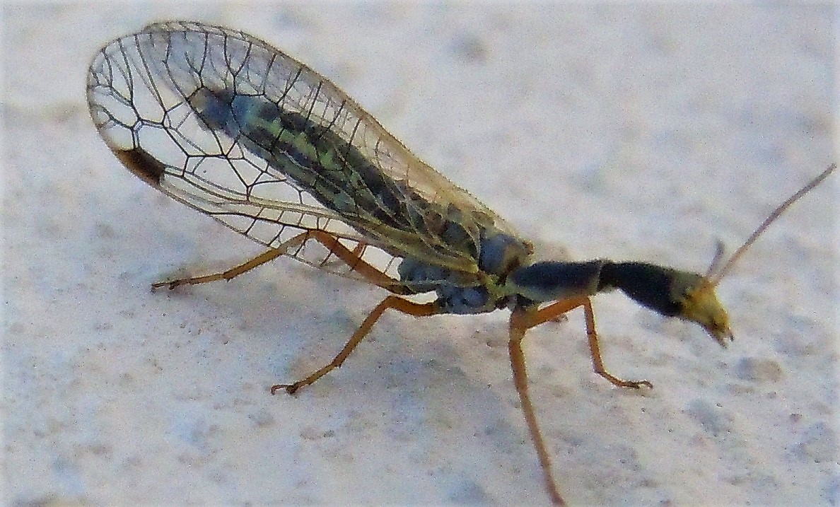 Raphidiidae:  Ornatoraphidia flavilabris