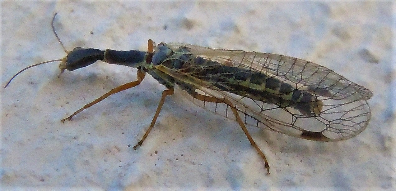 Raphidiidae:  Ornatoraphidia flavilabris