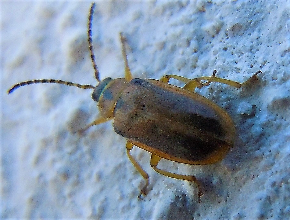 Chrysomelidae:  Galerucella calmariensis?  No, Galerucella lineola