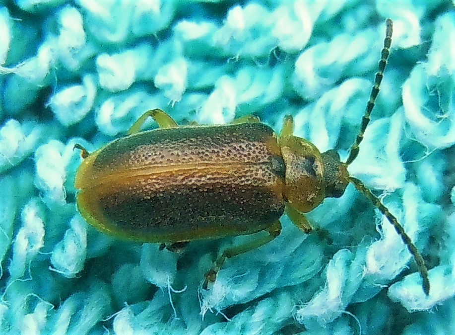 Chrysomelidae:  Galerucella calmariensis?  No, Galerucella lineola