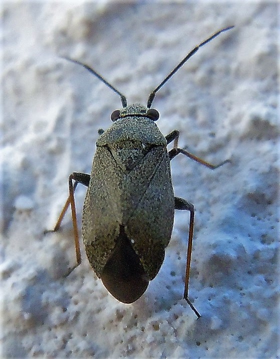 Miridae:  Heterocordylus tibialis? S. maschio