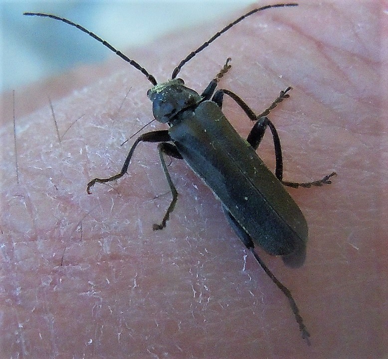 Cantharis tristis? No, altra simile.