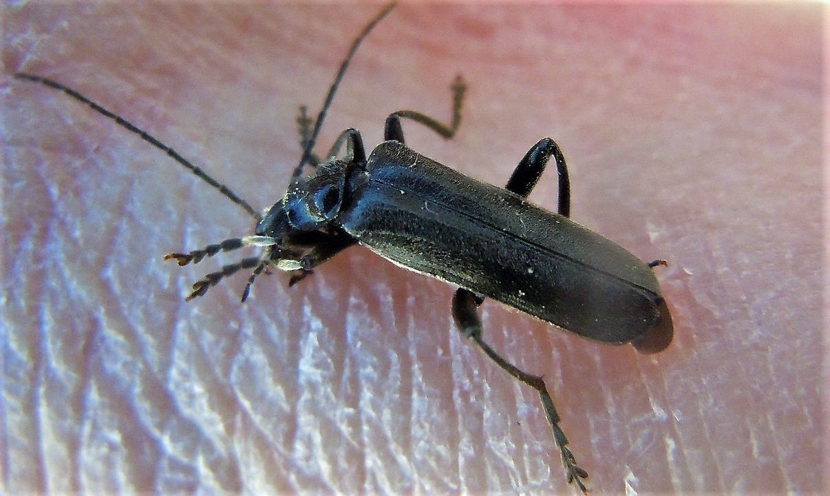 Cantharis tristis? No, altra simile.