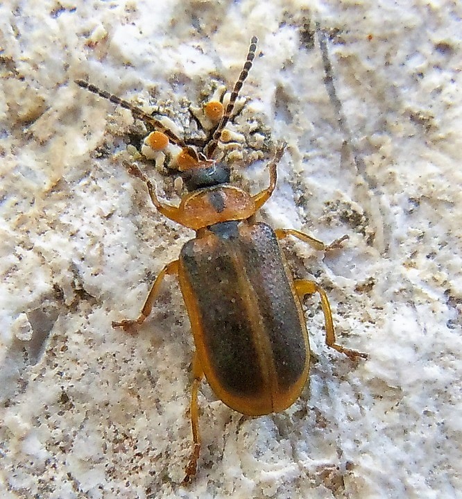 Chrysomelidae:  Galerucella calmariensis?  No, Galerucella lineola