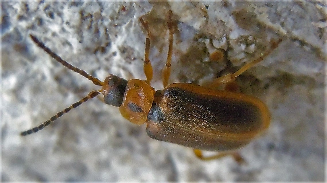 Chrysomelidae:  Galerucella calmariensis?  No, Galerucella lineola