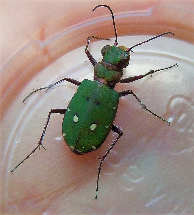 Cicindela campestris campestris?  S, femmina