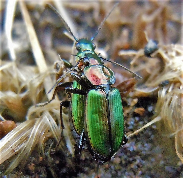 Carabidae in accoppiamento:  Agonum viridicupreum