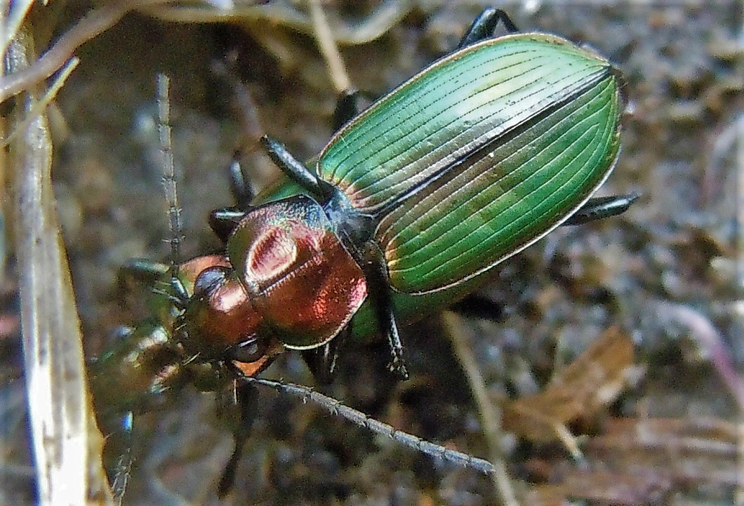 Carabidae in accoppiamento:  Agonum viridicupreum