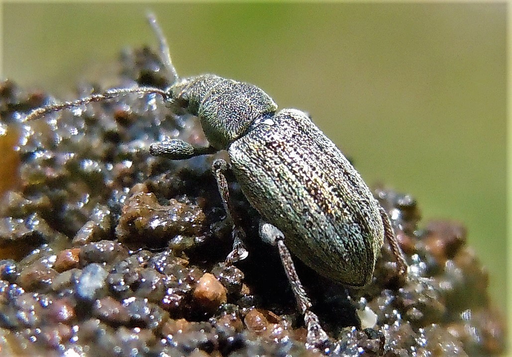 Curculionidae: Phyllobius pyri?...quasi....Phyllobius (s.str.) italicus