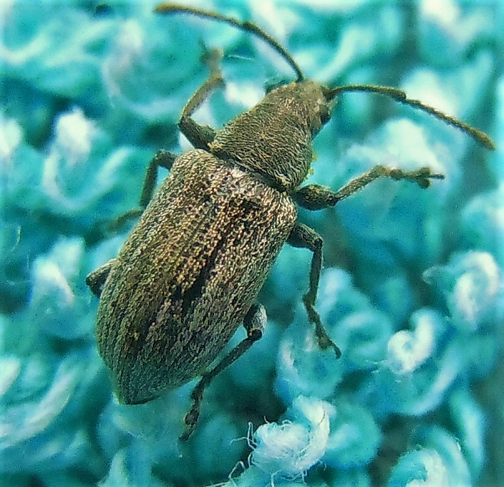 Curculionidae: Phyllobius pyri?...quasi....Phyllobius (s.str.) italicus