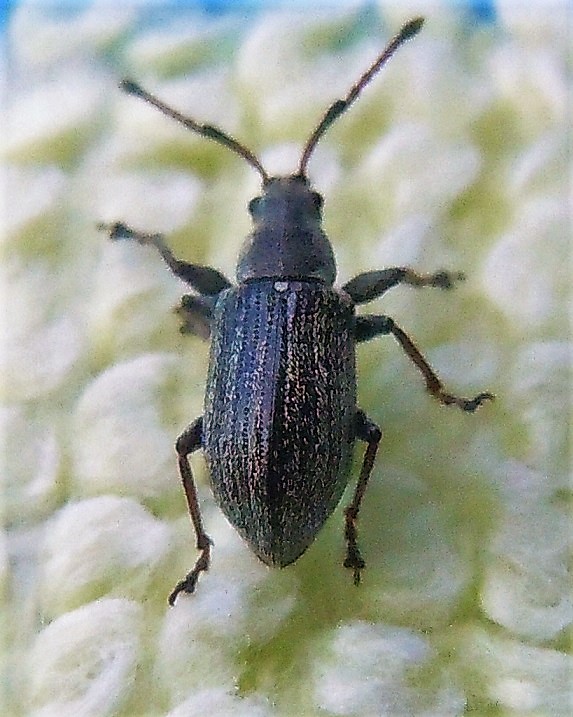 Curculionidae: Phyllobius pyri?...quasi....Phyllobius (s.str.) italicus