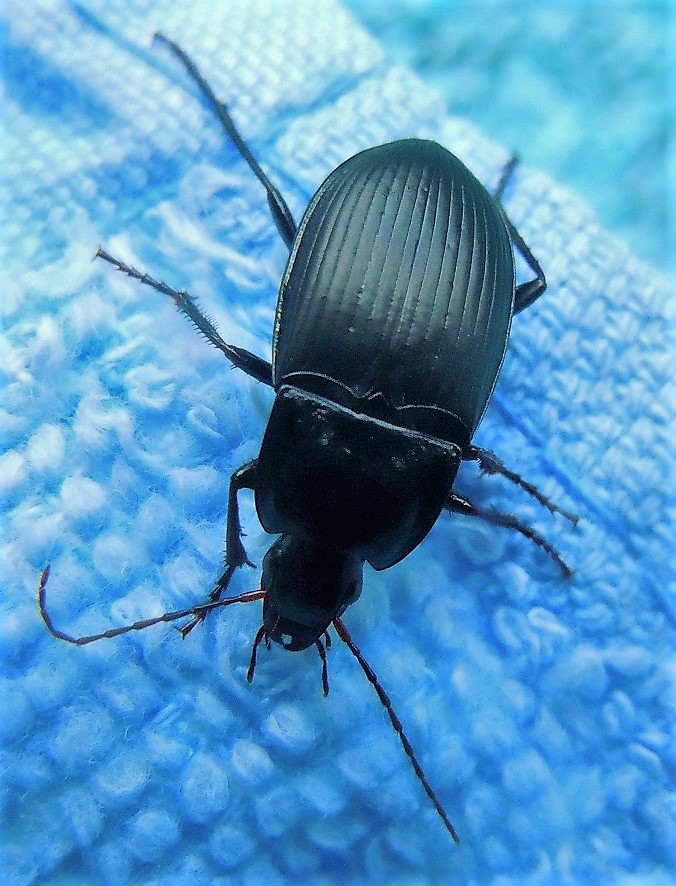 Calathus fuscipes graecus? No, Calathus fracassii