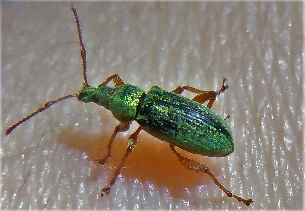 Curculionidae: Phyllobius?  S, Phyllobius (Dieletus) argentatus