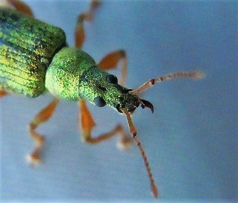 Curculionidae: Phyllobius?  S, Phyllobius (Dieletus) argentatus