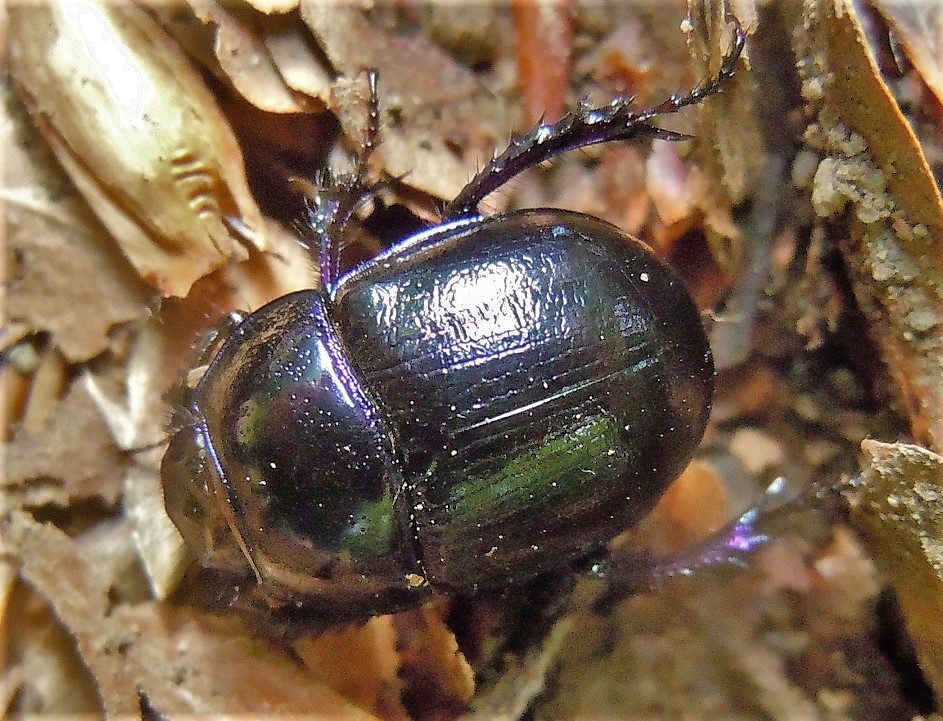 Geotrupidae: Anoplotrupes stercorosus? S.
