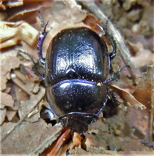 Geotrupidae: Anoplotrupes stercorosus? S.
