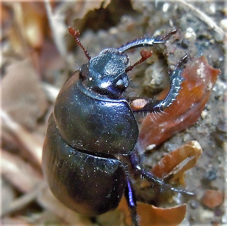 Geotrupidae: Anoplotrupes stercorosus? S.