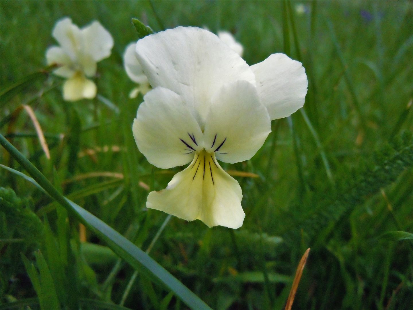 Viola etrusca?...No, Viola sp.