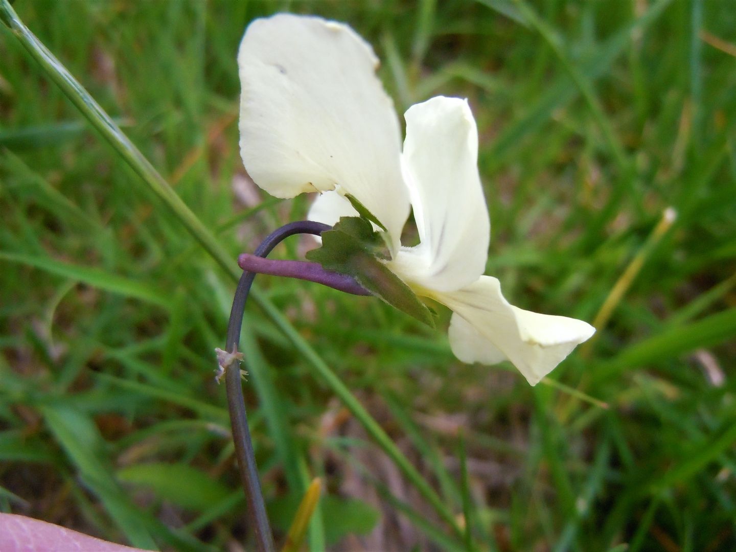 Viola etrusca?...No, Viola sp.