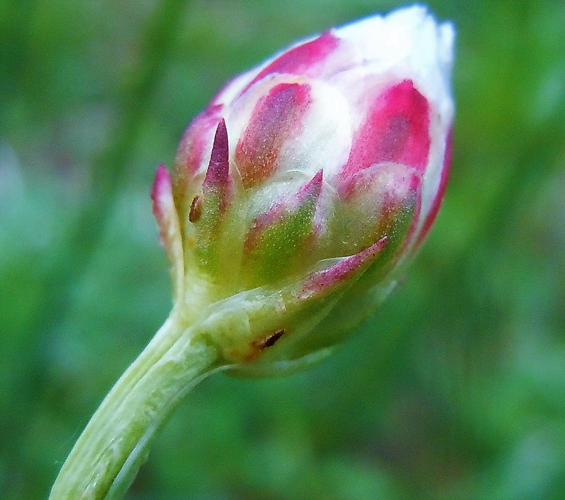 Armeria sp. (A. canescens o A. majellensis)