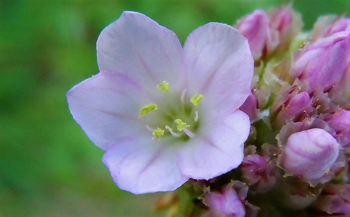 Armeria sp. (A. canescens o A. majellensis)