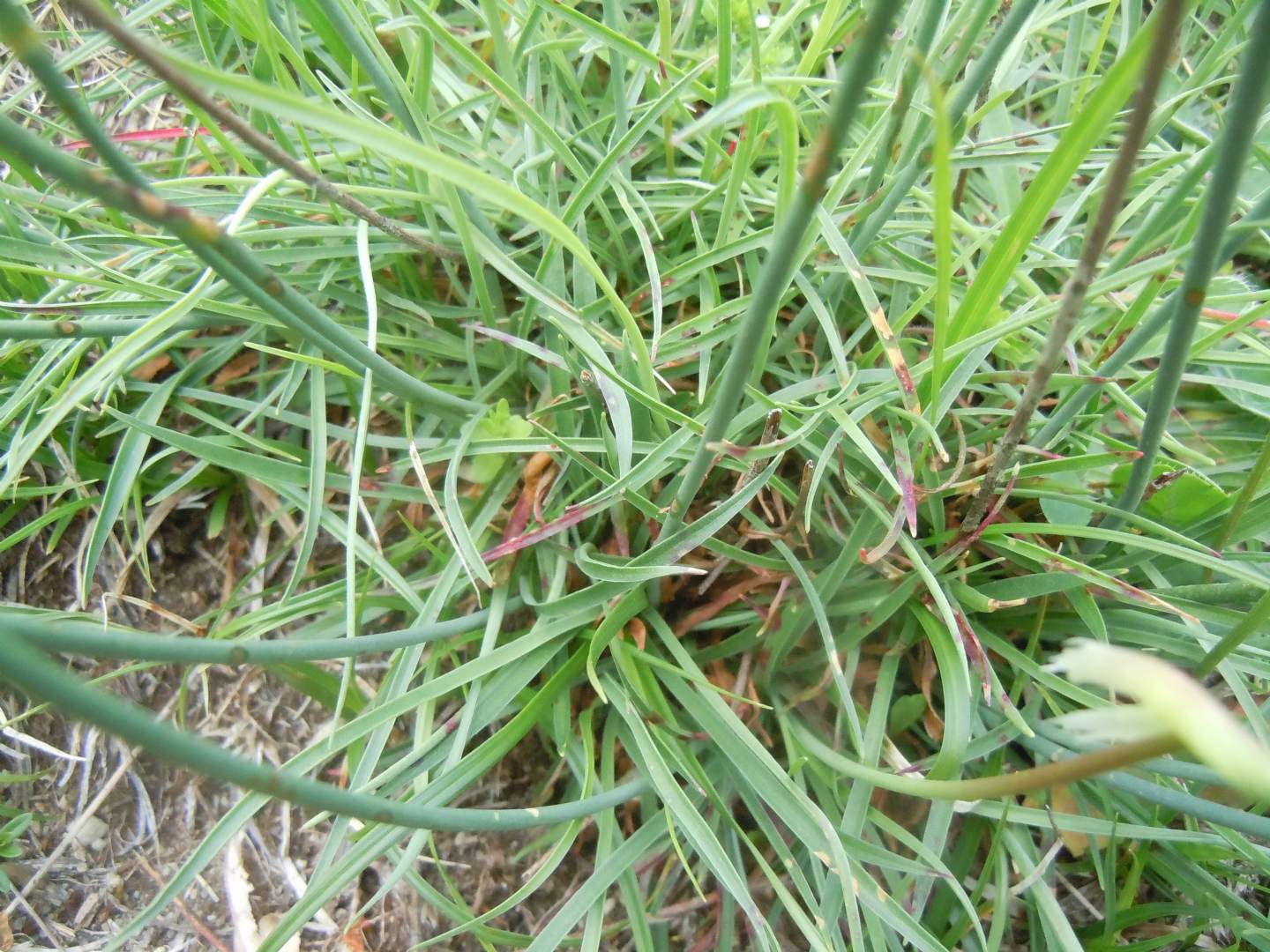 Armeria sp. (A. canescens o A. majellensis)