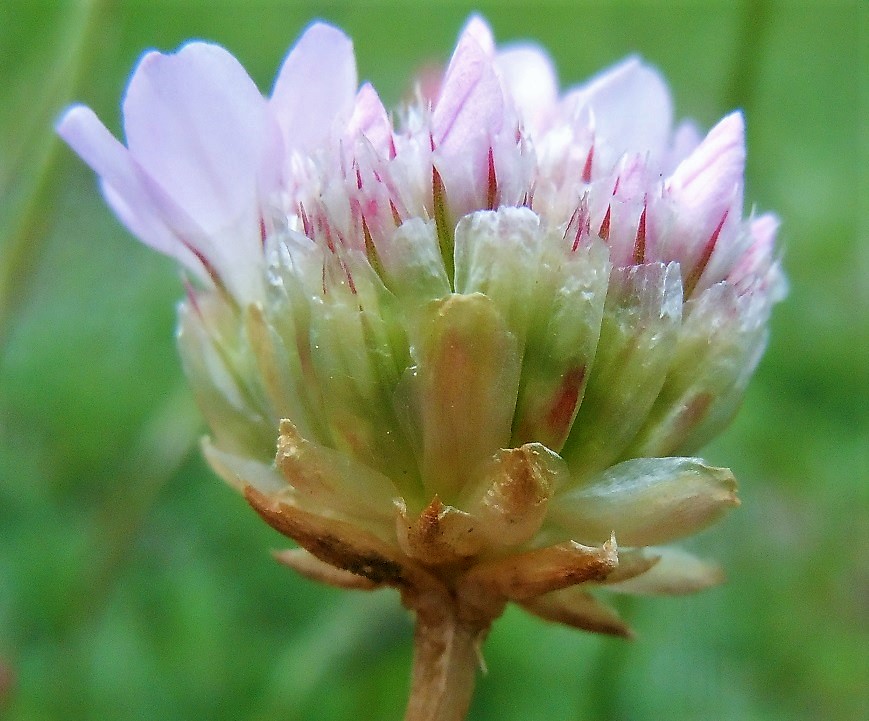 Armeria sp. (A. canescens o A. majellensis)