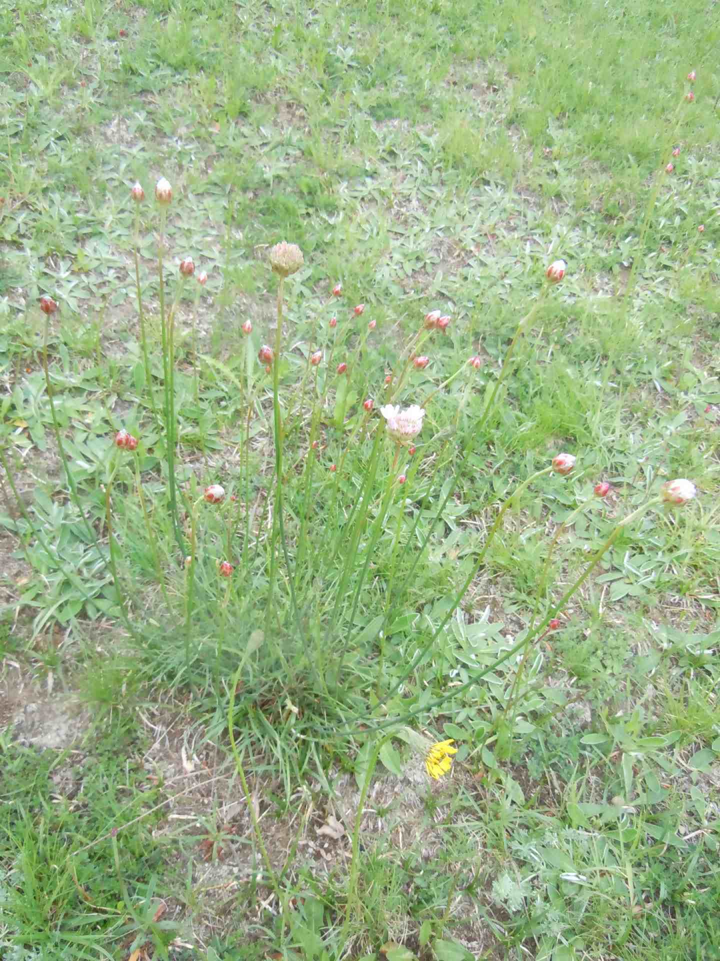 Armeria sp. (A. canescens o A. majellensis)