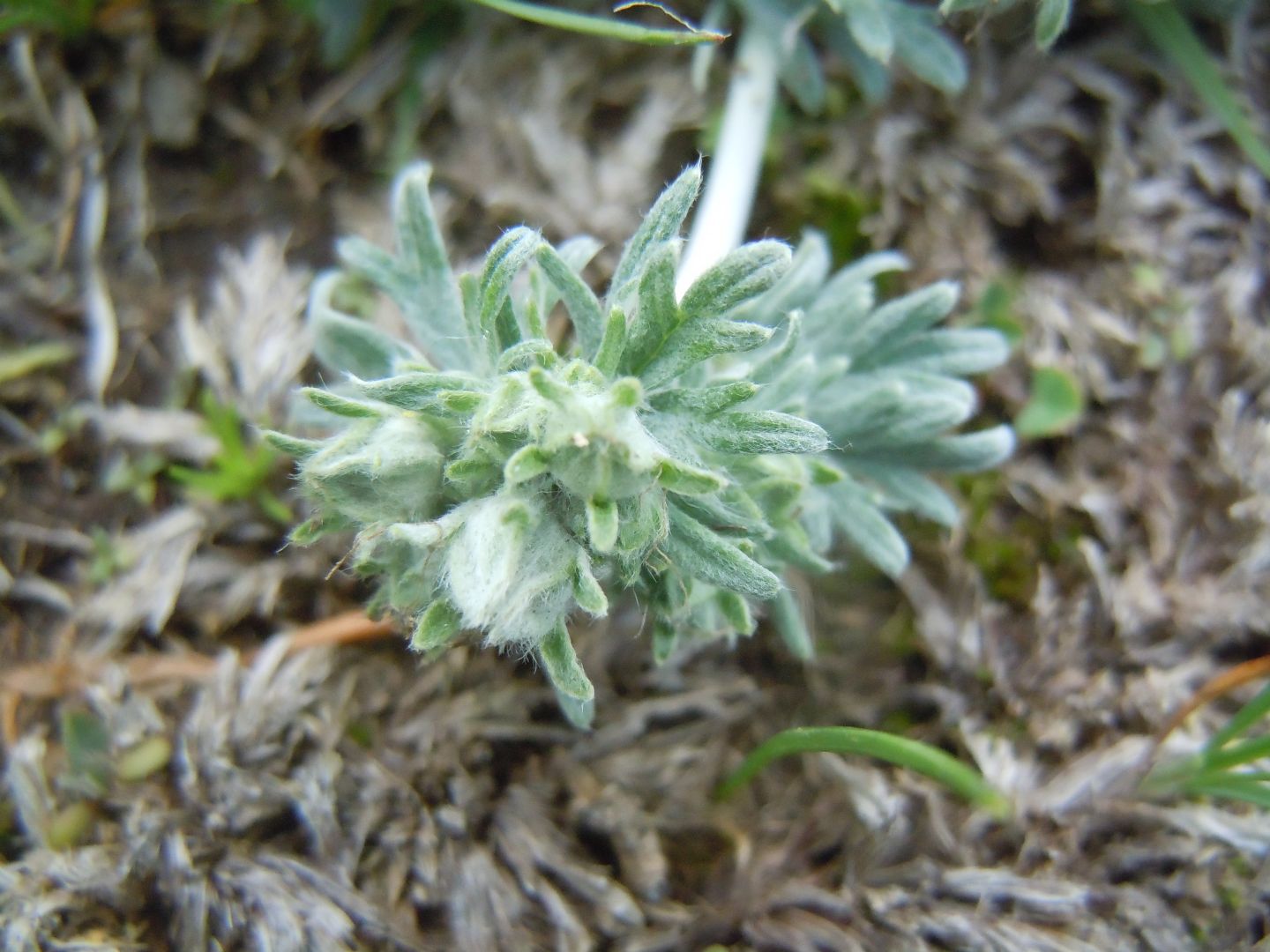 Potentilla calabra / Cinquefoglia di Calabria
