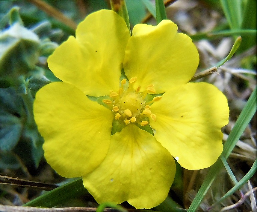 Potentilla calabra / Cinquefoglia di Calabria