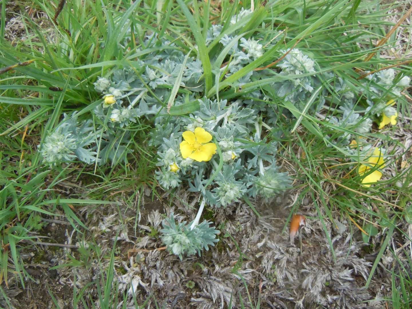 Potentilla calabra / Cinquefoglia di Calabria