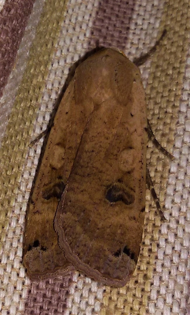 Noctua pronuba?