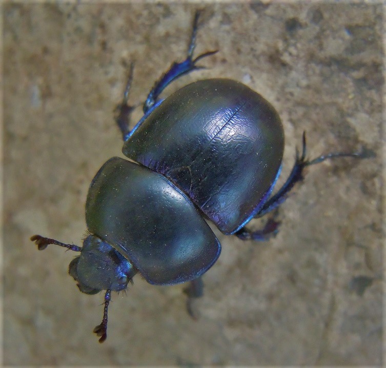 Trypocopris vernalis appenninicus? No T. pyrenaeus cyanicolor