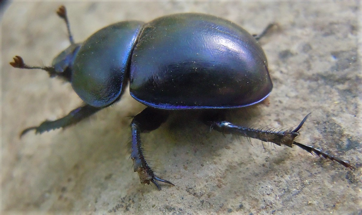 Trypocopris vernalis appenninicus? No T. pyrenaeus cyanicolor