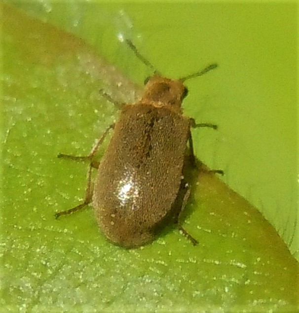Dasytidae: Danacea sp.