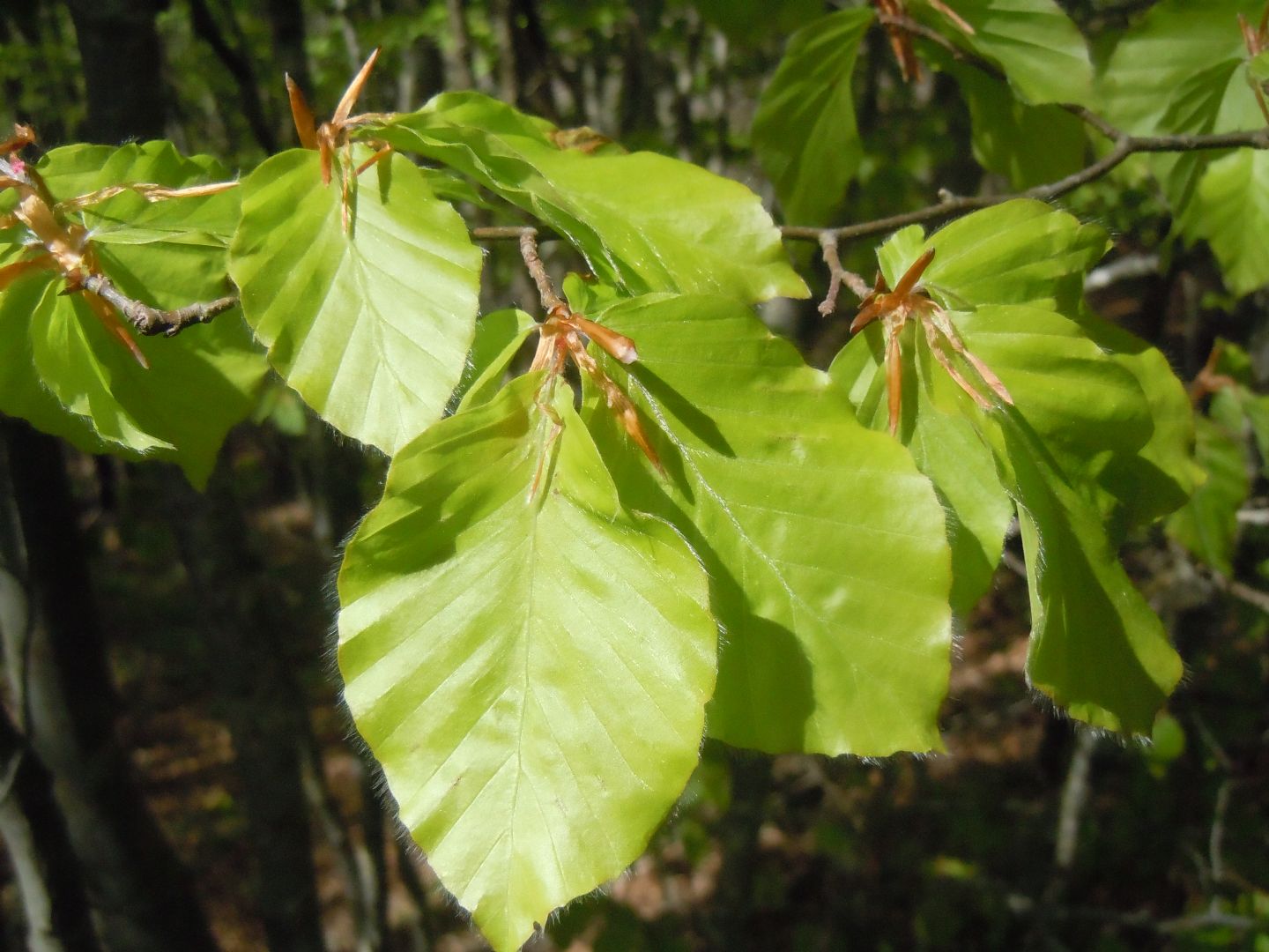 Dasytidae: Danacea sp.