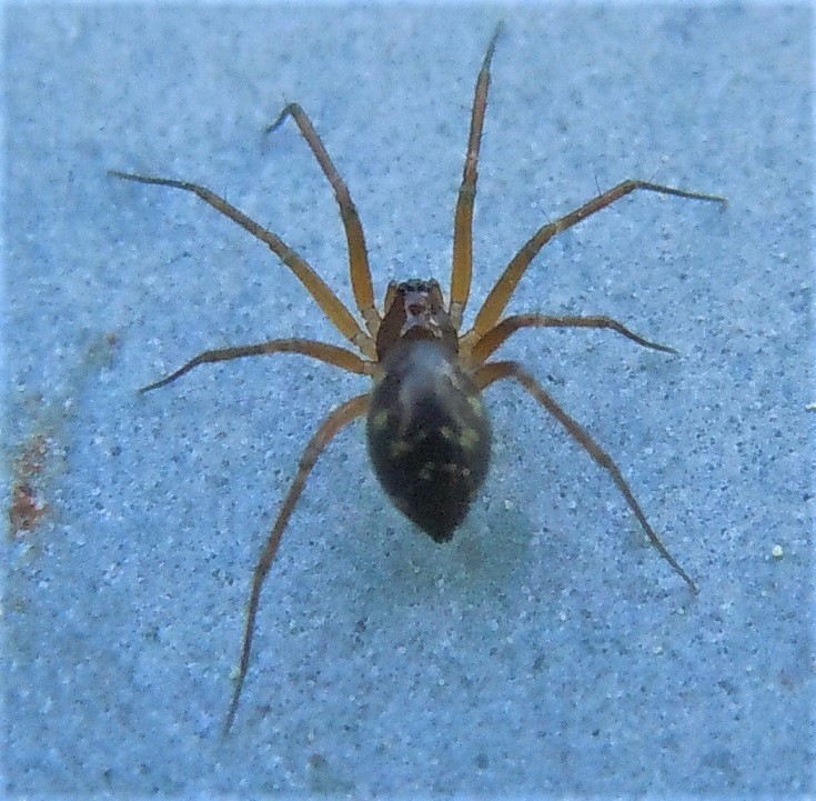 Linyphiidae: cfr. Lepthyphantes sp.   - Monte Faito (NA)