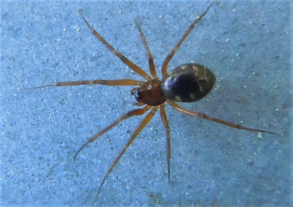 Linyphiidae: cfr. Lepthyphantes sp.   - Monte Faito (NA)