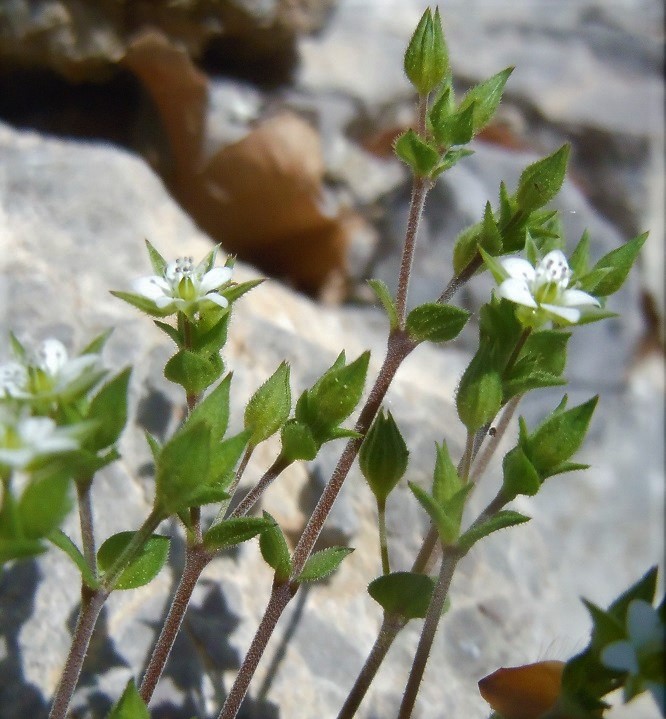 Arenaria leptoclados o serpyllifolia?
