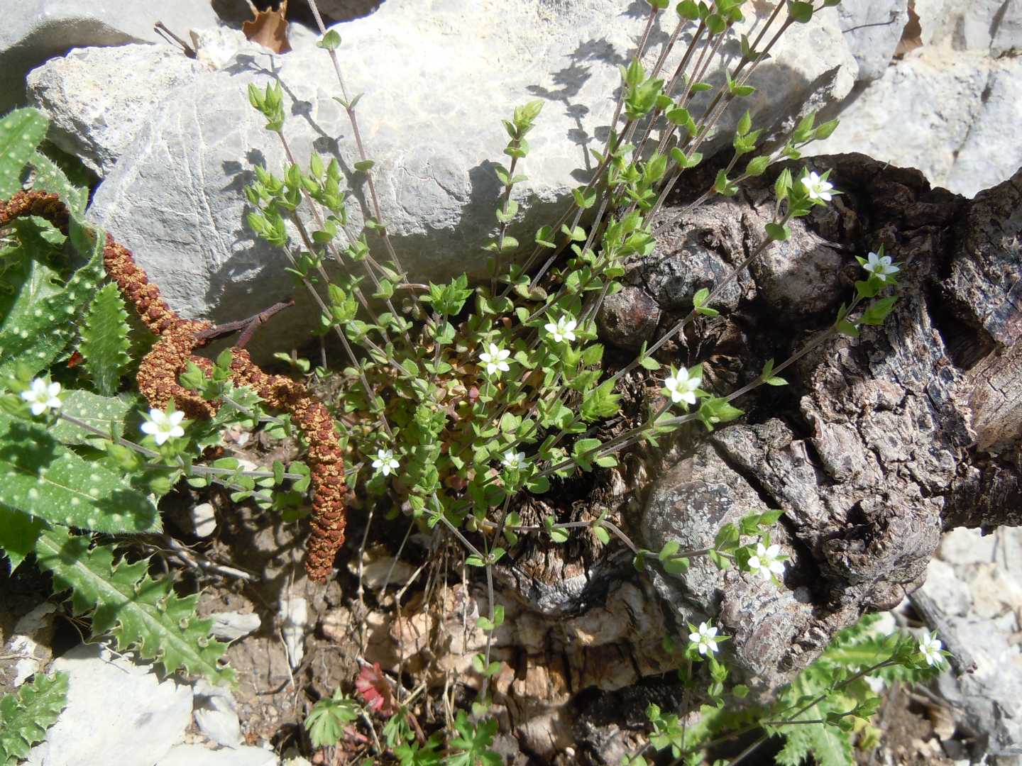 Arenaria leptoclados o serpyllifolia?
