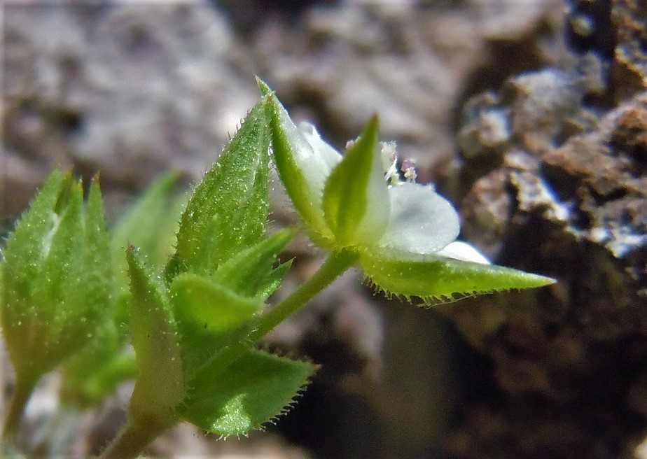 Arenaria leptoclados o serpyllifolia?