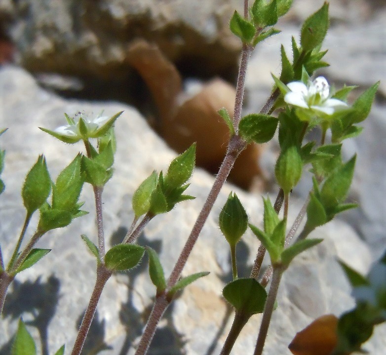 Arenaria leptoclados o serpyllifolia?