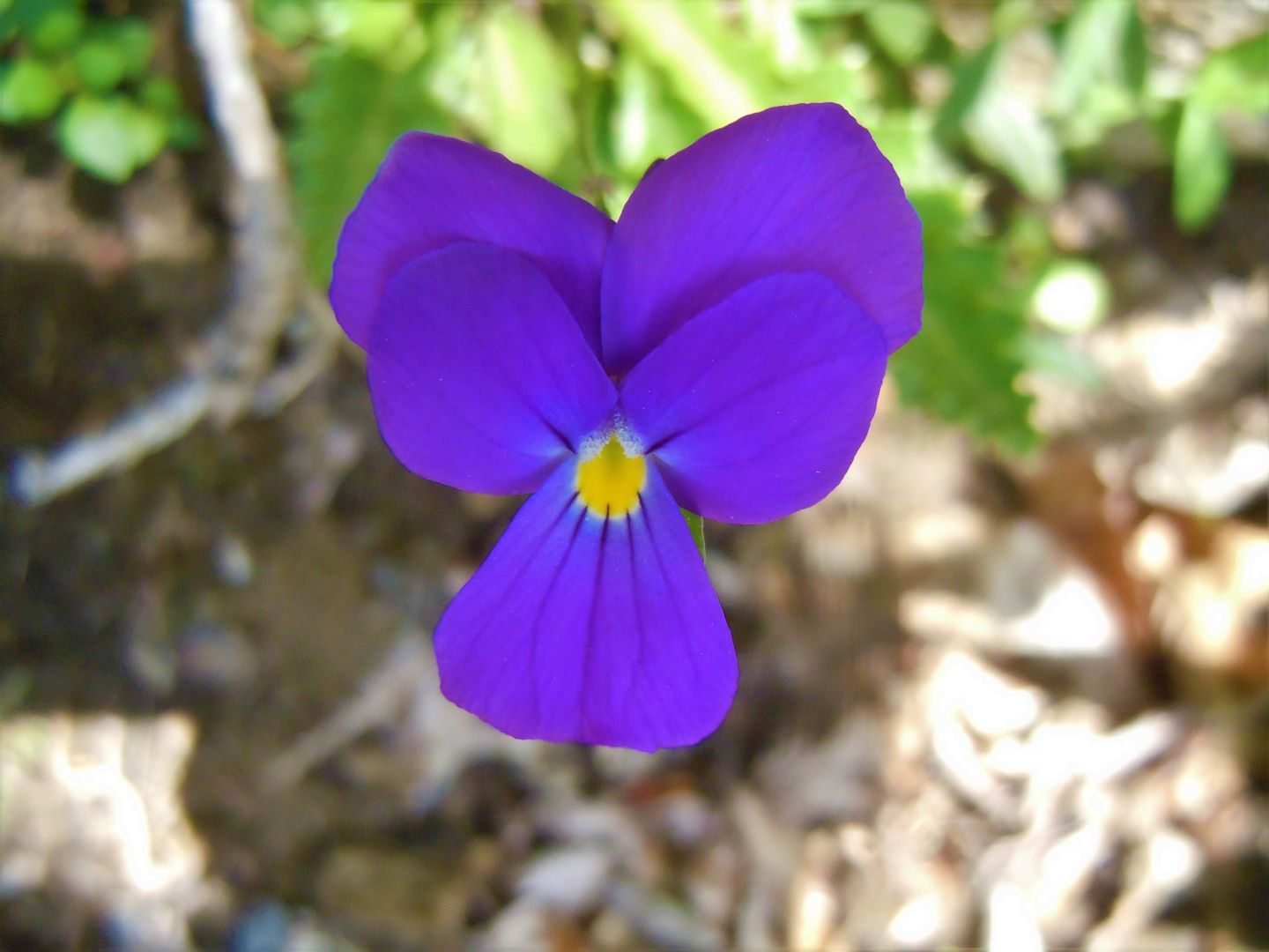 Viola pseudogracilis subsp. pseudogracilis?  S