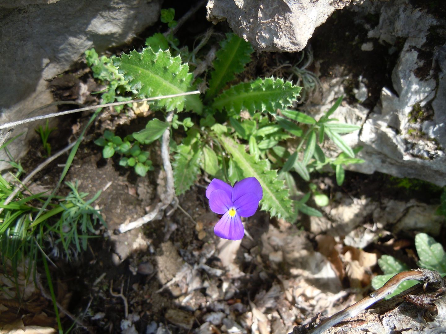 Viola pseudogracilis subsp. pseudogracilis?  S